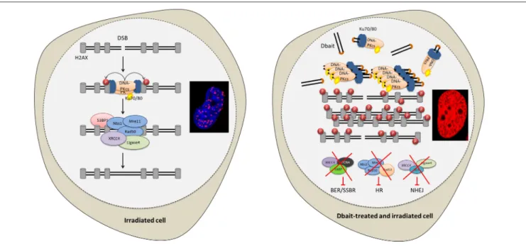 FIGURE 1 | Disrupting DNA repair with Dbait molecules. Radiation and Dbait treatment induce DNA repair signaling disturbance