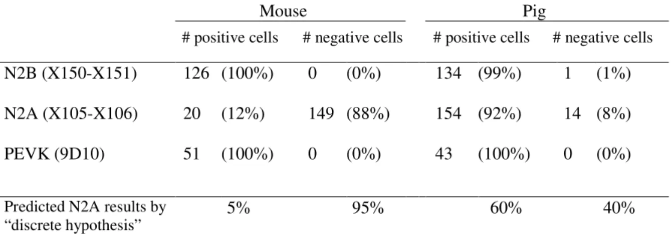 Table 1: Immunofluoresence of cardiac myocytes.  