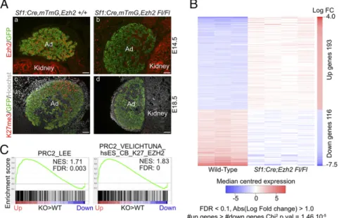 Fig. 1. Ezh2 ablation in the adrenal cortex results in up-regulation of PRC2 target genes