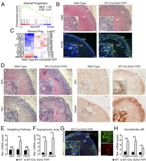 Fig. 4. Ezh2 ablation is associated with accumulation of cells with characteristics of adrenal progenitors