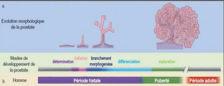 Figure 3 : Cinétique d’évolution de la morphogenèse de la prostate chez l’homme 