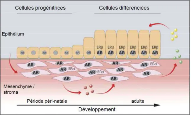 Figure 4 : Localisation et expression des récepteurs des stéroïdes au cours du développement de la  prostate chez la souris 