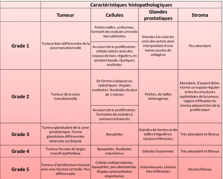 Tableau  2:  Caractéristiques  histopathologiques  permettant  de  déterminer  le  grade  des  tumeurs  prostatiques 