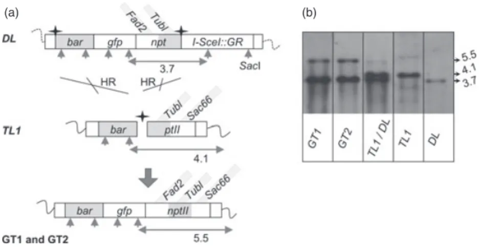 Figure 5 Southern blot analysis of gene targeting (GT)1 and GT2 events. (a) Schema of the GT event occurring in the GT1 and GT2 events