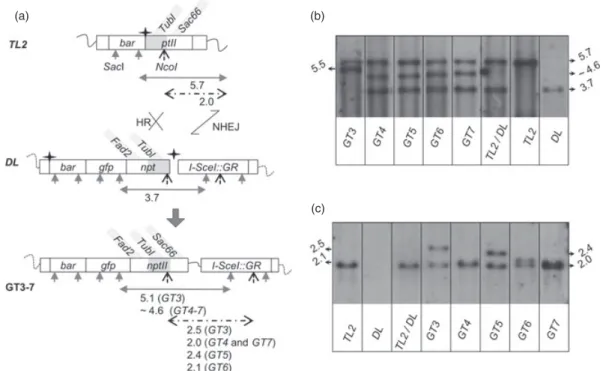Figure 6 Southern blot results of gene targeting (GT)3-7 events. (a) Schema of the GT events occurring in GT3-7