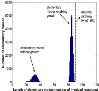 Figure  2.17 : Pathway length distribution of the  E. coli  modes on glucose.  Maximum  pathway length is the maximum no