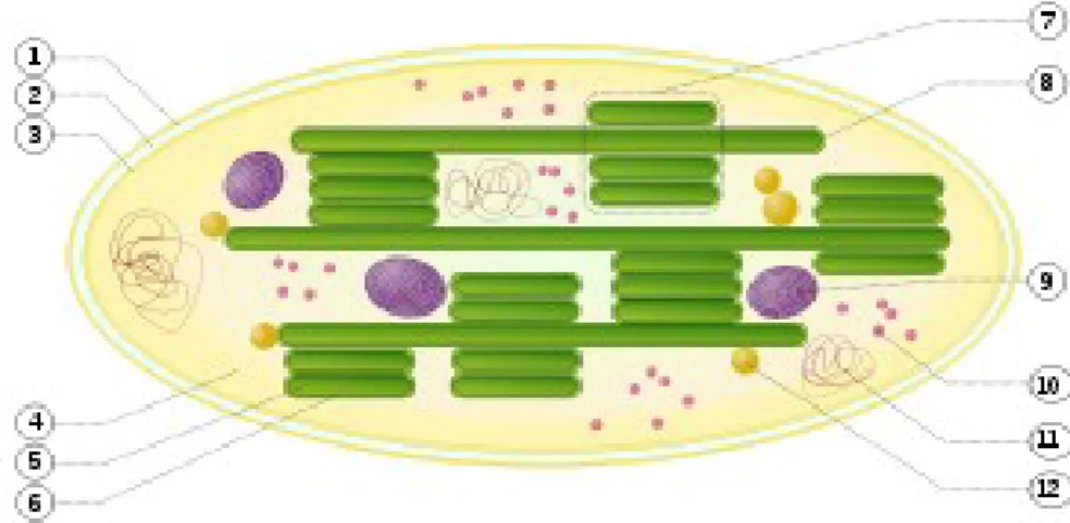 Figure 3.18: Structure of chloroplast 1. outer membrane 2. intermembrane space 3. inner  membrane (1 + 2 + 3: envelope) 4