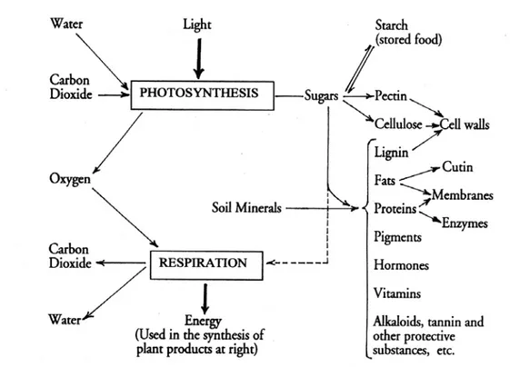 Figure 1.2: An outline of plant metabolism