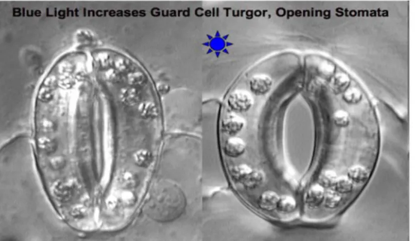 Figure 1.3: Stomatal conductance (Taiz and Zeiger, 1998)