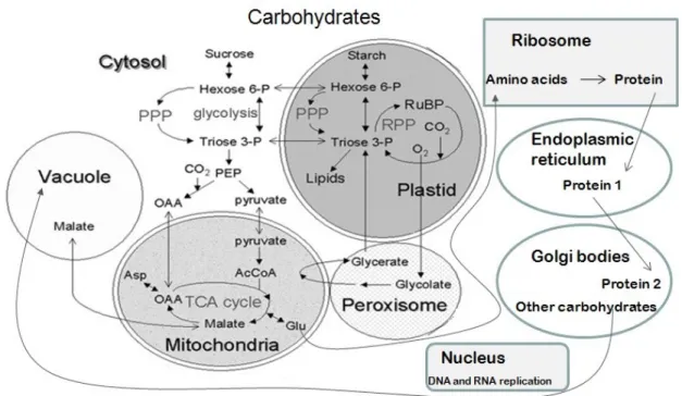 Figure 1.7: Compartmentation of metabolic processes in a leaf cell. For each subcellular  compartment,   some   of   the   major   metabolic   processes   are   shown