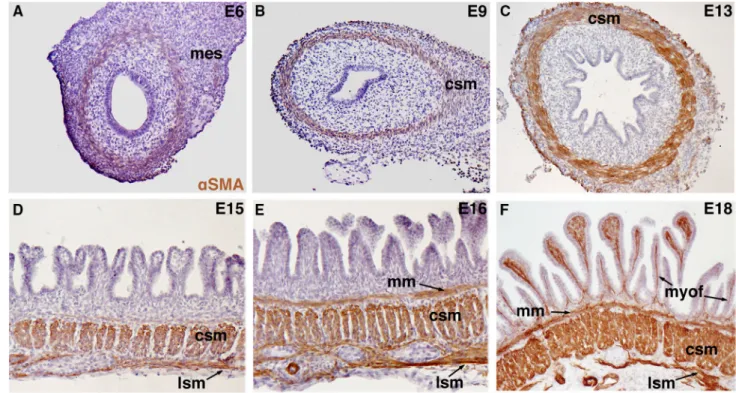 Fig. 2 Smooth muscle cell differentiation in the small intestine of chicken embryos. Smooth muscle cells (SMC) were detected by immunostaining with an antibody against the SMC-specific marker aSMA