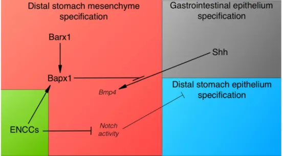 Fig. 3 Model of vENCC role in reciprocal epithelial–mesenchymal interactions during distal stomach development