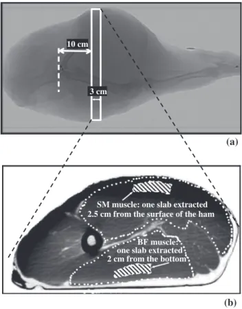 Fig. 1. View of the location where the samples were extracted from the 15 industrial dry-cured hams: (a) general view corresponding to a fresh ham and showing precisely where each 3 cm-thick cross sectional area was cut; and (b) view of the cross sectional