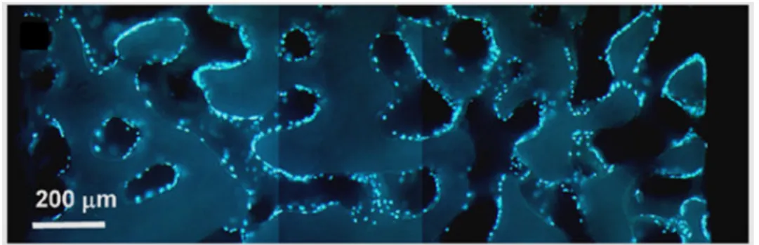Figure 1.6 – Fluorescent microscope pictures of 20µm sections of coral scaffolds seeded with Hoechst stained human MSC (adapted from [Mygind et al., 2007])