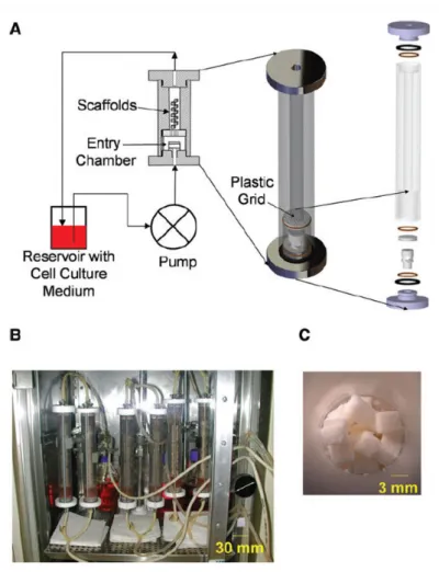 Figure 2.5 – Experimental set-up of the double perfusion bioreactor. (A) Schema of the set-up