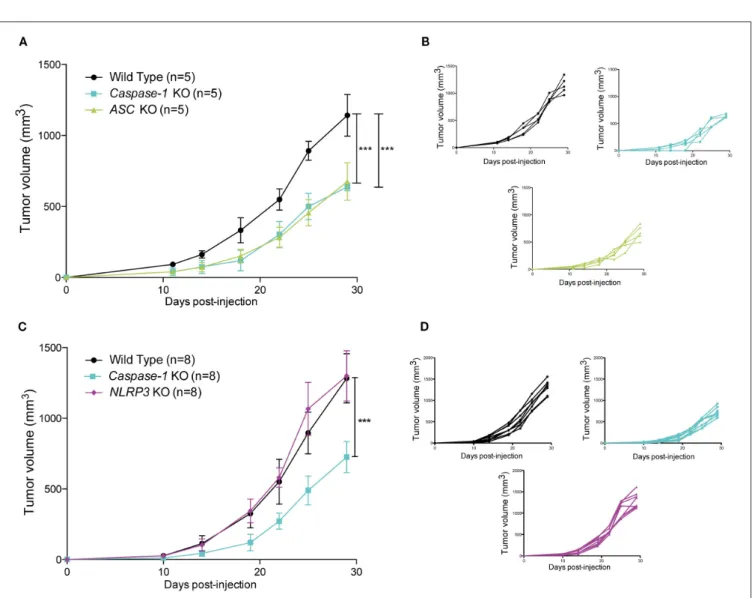 FIGURE 2 | Loss of caspase-1 and ASC expression reduces 4T1 tumor growth in BALB/c mice