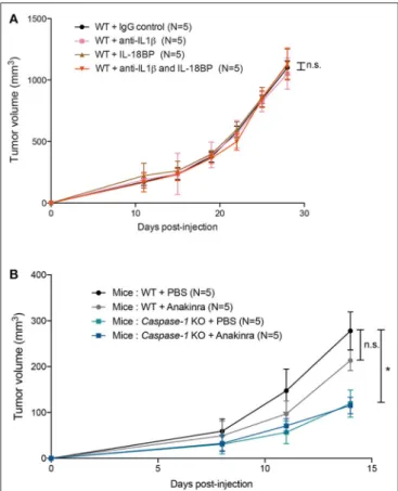 FIGURE 5 | IL-1β, IL-18 or IL-1R inhibition does not affect 4T1 tumor growth in vivo. (A) WT (n = 5) were injected with IgG control, anti-IL1β antibody, IL-18BP, or both anti-IL1β and IL-18BP the day before tumor inoculation and then every 3 days