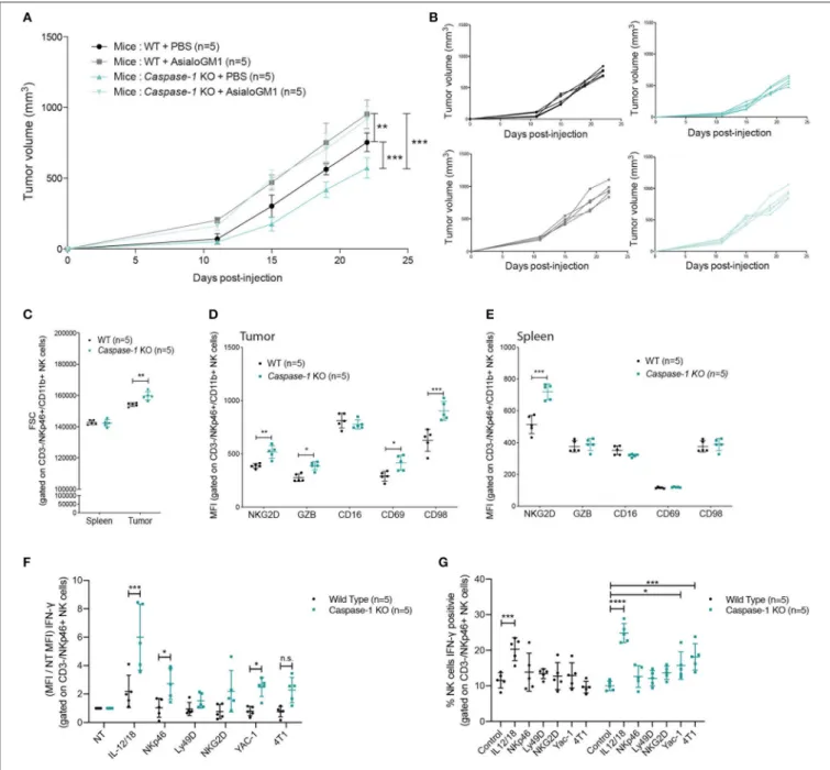 FIGURE 6 | NK cells control tumor growth and are more active in caspase-1 KO mice. (A) Tumor growth of 4T1 cells was measured in NK-depleted (anti-asialo GM1) or PBS-treated WT and caspase-1 KO mice (n = 5)