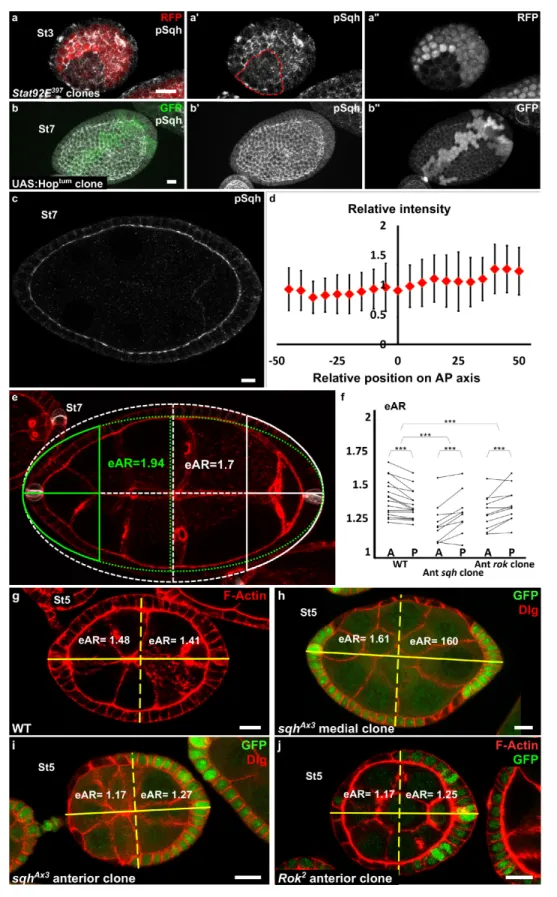 Figure 5. Myosin II is not controlled by JAK-STAT but is required at the poles. (a) Apical level of phosphorylated Sqh (pSqh, white and [a 0 ]) is reduced in a mutant Stat92E clone (RFP-negative) in a stage 3 follicle (z-projection of the superior half of 