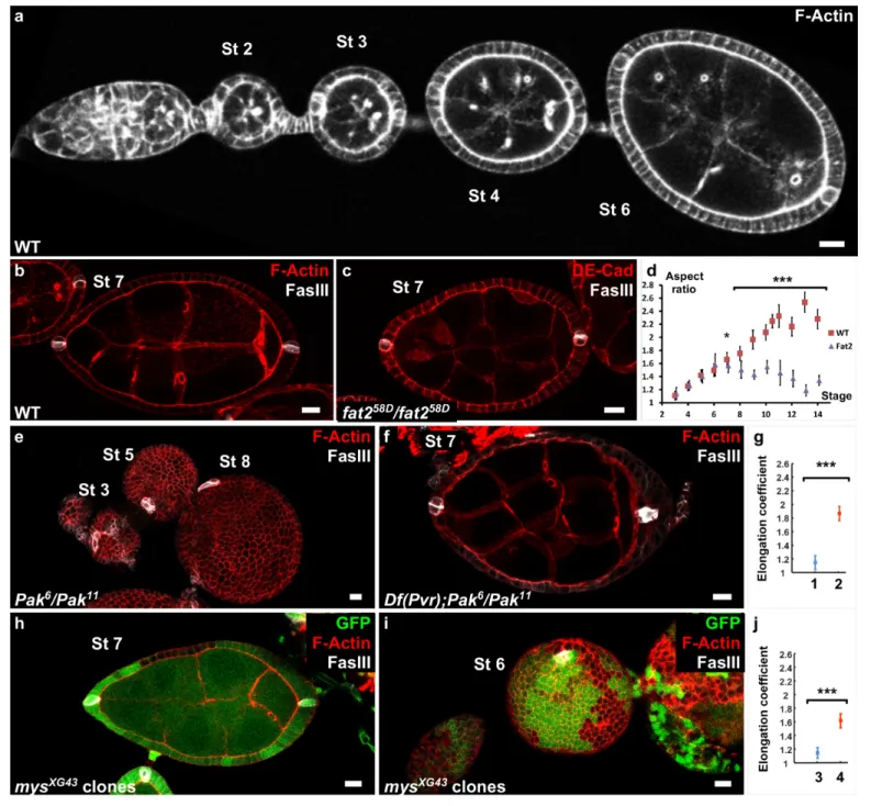 Figure 1. Polar cells determine the axis of early elongation. (a) WT ovariole illustrating follicle elongation during the early stages of oogenesis (stages 2–6)