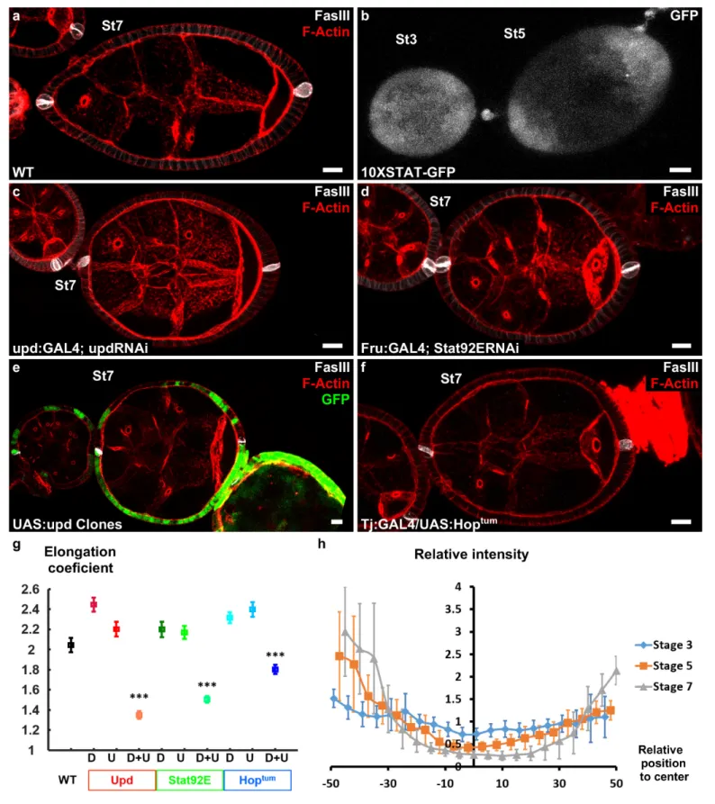 Figure 2. Upd is a polarizing cue for early elongation. (a) Optical cross-section of a WT stage 7 follicle stained with FasIII (polar cell marker, white) and F-actin (red)