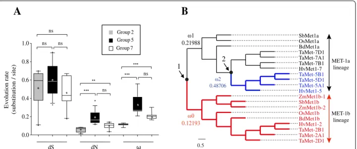 Figure 3 Evolution rate analyses of TaMET1 genes. A) Pair-wise comparisons. Synonymous (dS), non-synonymous (dN) and evolution rate ( ω ) are expressed in substitution/site and were performed using Codeml