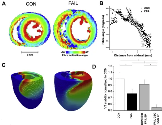 Fig. 2. A Fibre angle assessed by DT-MRI in a CON and FAIL heart. B RV ﬁbre angle plotted against distance from mid-wall, the change in ﬁbre angle is slower and more varied in the FAIL heart which may indicate increased structural heterogeneity