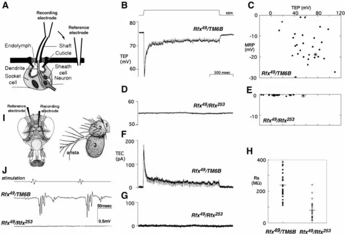 Fig. 3. Electrophysiological recordings from adult Drosophila external mechanosensory organs
