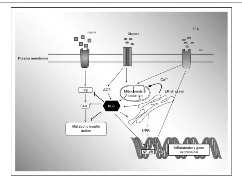Figure 2 From reactive oxidative species production to consequences on insulin signaling