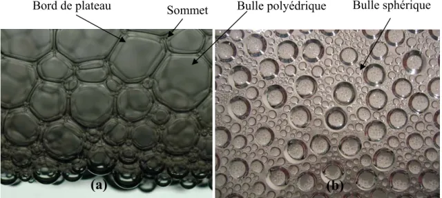 Figure I.1 : Exemple de morphologies de bulles rencontrées dans des mousses : (a) une mousse sèche  à bulles polyédriques qui résulte de la déstabilisation par crémage/drainage d’une mousse humide à  bulles sphériques (b)