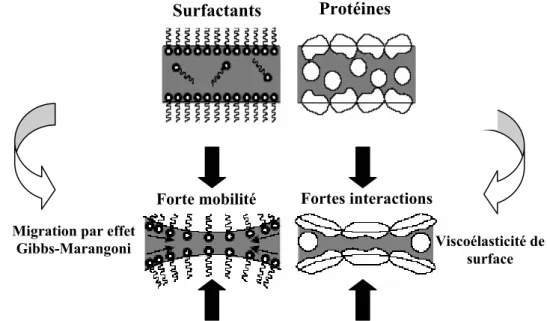 Figure І.6 : Comparaison entre des interfaces stabilisées par des protéines et des surfactants