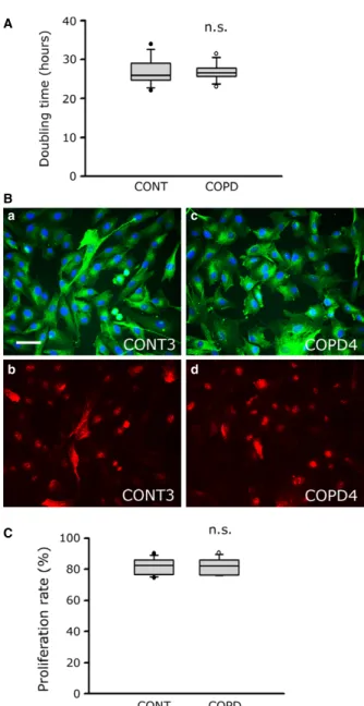 Fig. 1 Proliferation characteristics for healthy individual and COPD cultured myoblasts