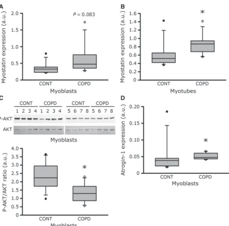 Fig. 4 Expression levels of protein synthe- synthe-sis and protein breakdown markers.  Myo-statin mRNA expression in myoblasts (A) and in myotubes (B) from eight control individuals (CONT) and eight COPD patients (COPD)