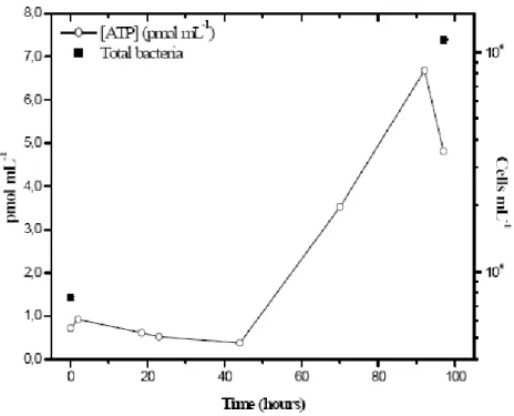 Figure 2-3 : Evolution de la concentration en ATP et en bactéries (comptées par épifluorescence) dans un  échantillon d’eau nuageuse conservé à 17°C et sous agitation (200 rpm) (d’après Amato  et al.,  2007(c))