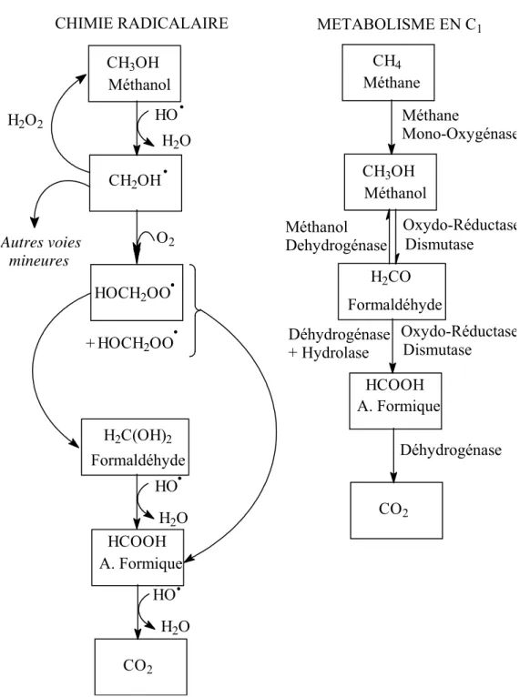 Figure 2-5 : Comparaison des schémas de dégradation d’un composé en C 1  par la chimie radicalaire et  par dégradation biotique (d’après Monod  et al.,  2000.et Delort, 2006) 