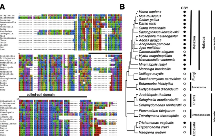 Figure 1.  CBY conservation in animals. (A) CBY is a small protein with a conserved coiled-coil domain close to the C terminus, highly conserved in animals  (black bar)