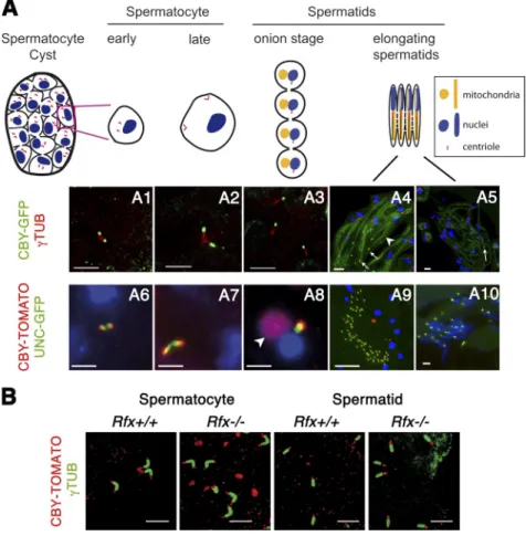 Figure 3.  cby is expressed during spermatogenesis. 