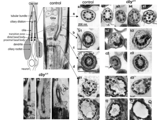 Figure 5.  Ultrastructural defects of the chor- chor-dotonal  cilia  in  cby-deficient  flies
