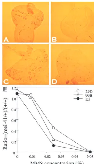 Figure 3.—DNA damage checkpoint and MMS sensitivity and nondisjunction (10% X chromosome loss; control