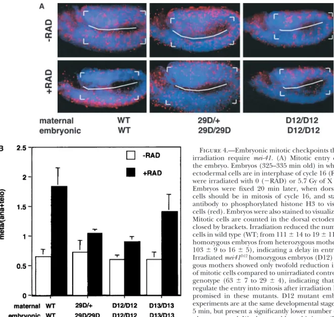 Figure 4.—Embryonic mitotic checkpoints that respond to irradiation require mei-41. (A) Mitotic entry checkpoint in the embryo