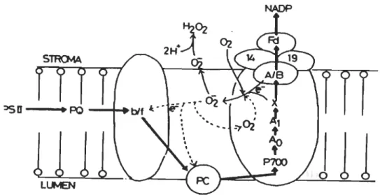 Figure 1.2  Production du superoxyde  (0 2 -)  par le  PSI (réaction de Mehler) suivie de 