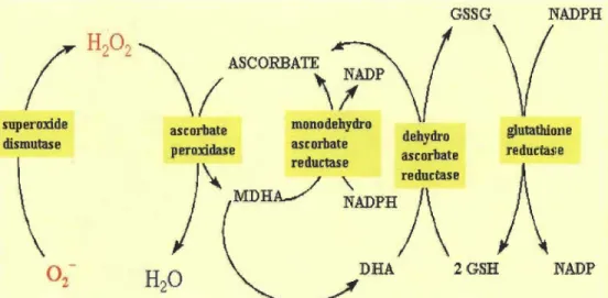 Figure 1.3  Cycle de  détoxification du superoxyde et du peroxyde d'hydrogène par le  cycle Halliwell Asada (Davey et al