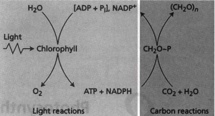 Figure 1.4  Interaction  entre  les  phases  photochimiques  et  biochimiques  de  la  photosynthèse (Taiz et Zeiger, 2006)