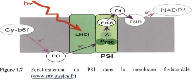 Figure 1.7  Fonctionnement  du  PSI  dans  la  membrane  thylacoïdale  (www.snv.jussieu.fr)