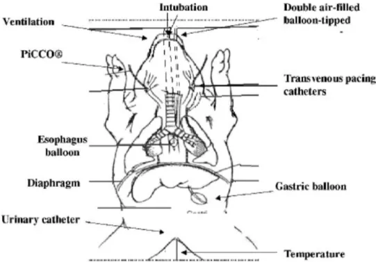 Fig. 1. Diagram showing jugular, carotid catheter preparation and double air-filled balloon with transvenous jugular phrenic pacing