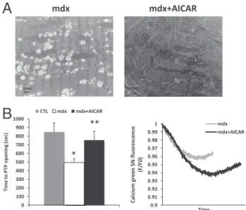 Figure 5. AICAR improves mitochondrial PTP function in mdx diaphragm fibers. A: Electron microscopic images of mitochondria in mdx and mdx!AICAR diaphragms
