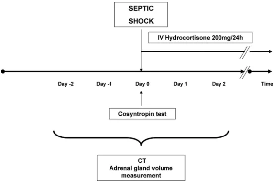 Fig. 1. Design of the study. Cosyntropin test was done at the time of the shock onset