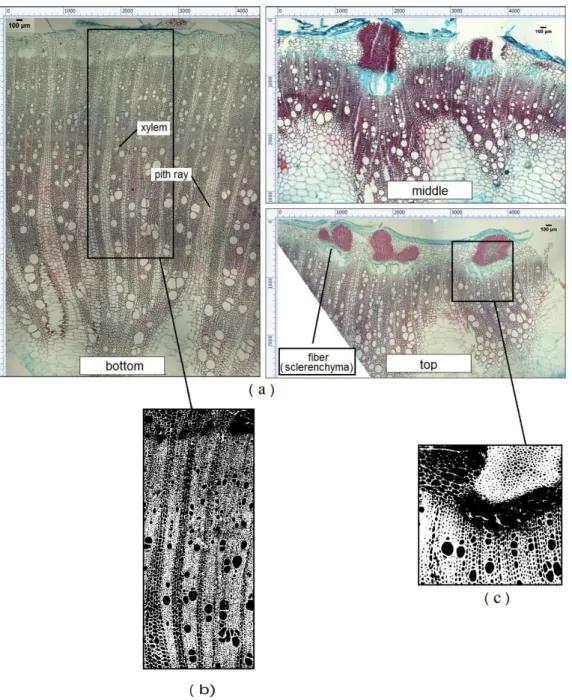 Figure 7:  (a) :  Micrography of  various cross  sections of  ba rk  sampled from   different   loca-  tions along a stem; (b)   (c):  Binarized representative zones 
