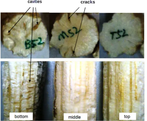 Figure  10:  Pith  specimens  sampled  at  different  location  along  a  stem 