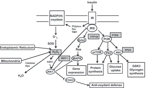 Fig. 1. Scheme of insulin signaling cascade and its regulation by H 2 O 2 . Insulin binding to its receptor, a ligand-activated tyrosine kinase, catalyzes the tyrosine autophos- autophos-phorylation of the IR and of its cellular IRS